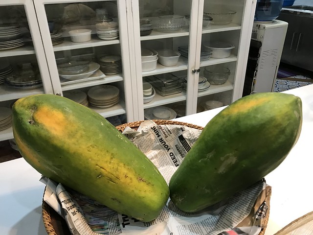 biggest papaya harvested