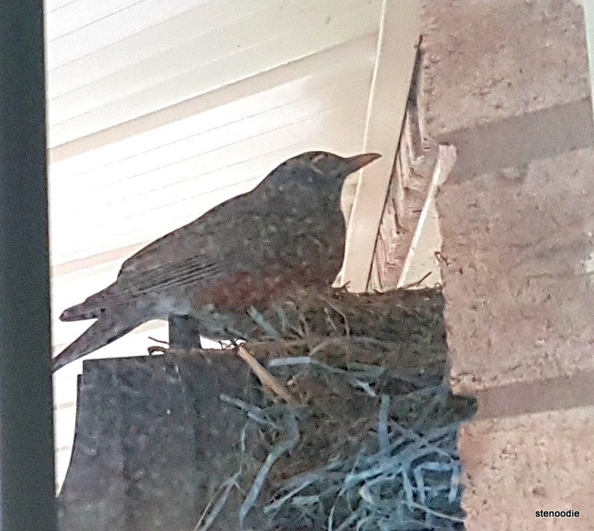  robin on her nest