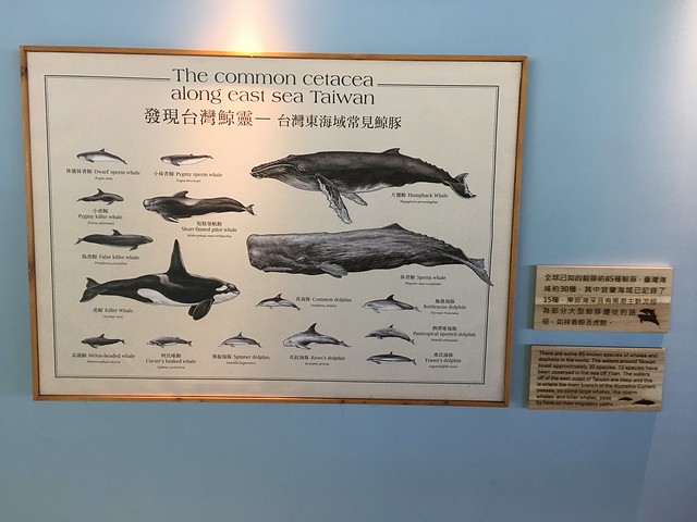 鯨豚@烏石港環教中心