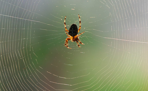 spider spiderweb backlit oakville ontario