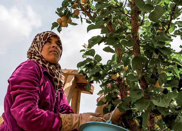 Importance de la main-d'oeuvre féminine pour les activités agricoles (BY-ND; Slim Medmigh/GIZ)