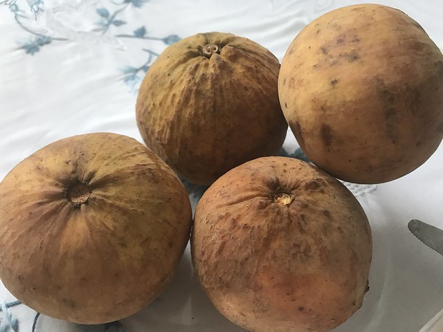 organic bangkok santol fruits