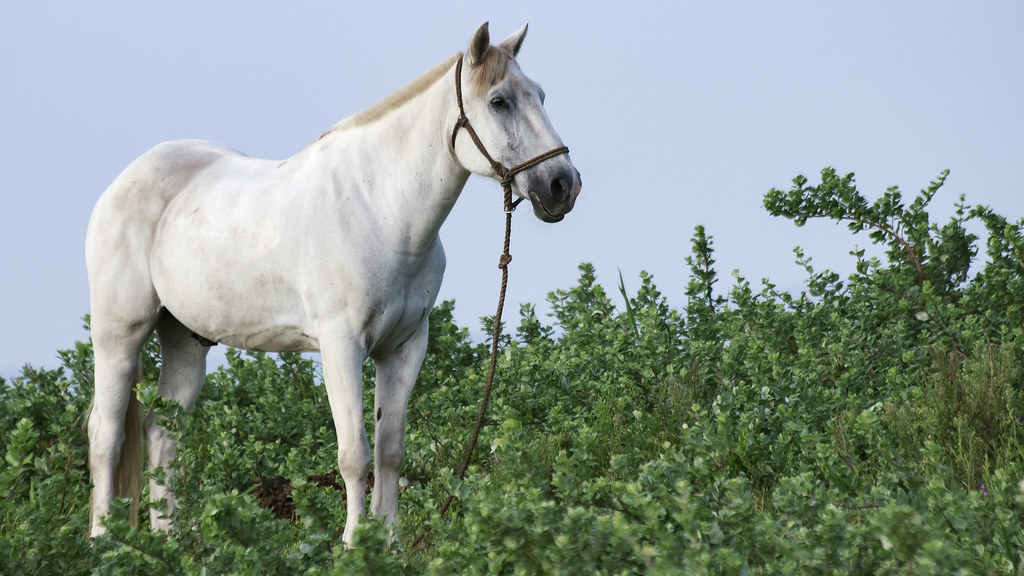 Freedom-Deprived White Horse
