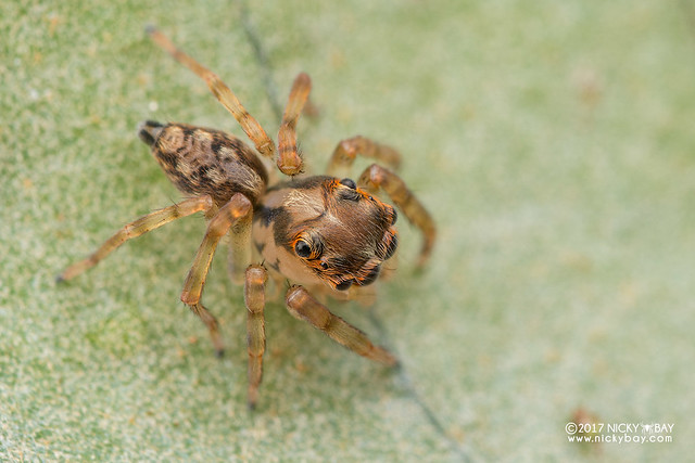 Jumping spider (Salticidae) - DSC_8320