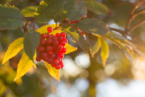 bergslagen berries bär foliage ludvika macro plant sunset dalarnaslän sverige se