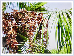 Foliage and fleshy drupes of Saribus rotundifolius (Round-leaf Fountain Palm, Fan/Footstool Palm, Table Palm, Java Fan Palm, Anahaw Palm), 3 Sept 2017