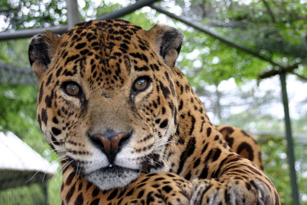 Jaguar - Carolina Tiger Rescue