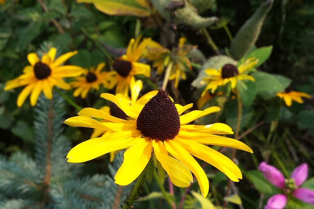 closeup of one bright yellow flower with a tall brown cone, with six more flowers blurred in a fairly straight line in the background