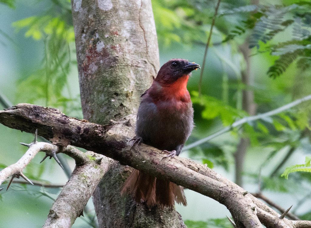 Red-throated Ant-Tanager