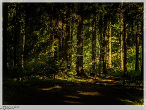 hartmutschulz photography forest