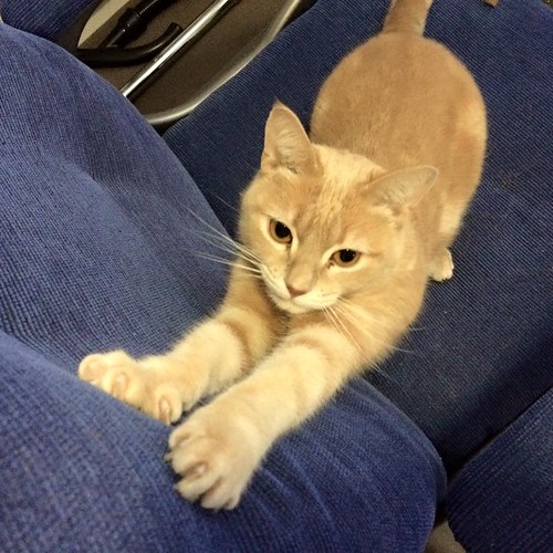 sharpening claws on the seat