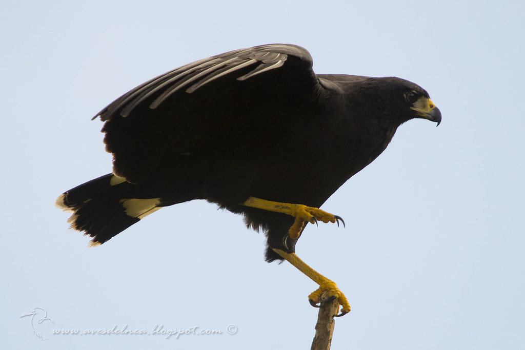 Águila negra (Great black Hawk) Buteogallus urubitinga