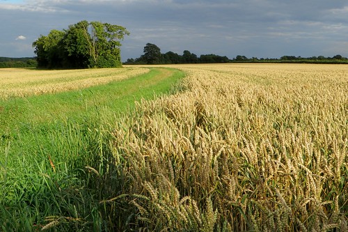 canon powershot sx280 footpath wheat field trees farm sunshine balsham cambridgeshire
