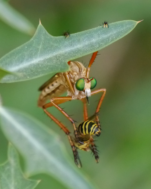 Hanging Thief Robber Fly with Wasp - 2
