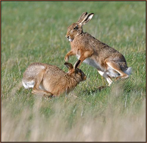 Brown Hare (image 2 of 3)
