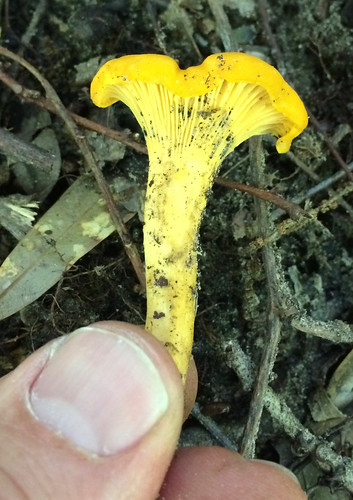 Mushroom Golden Chanterelle