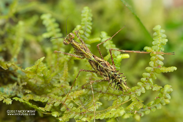 Moss mantis (Haania sp.) - DSC_8387