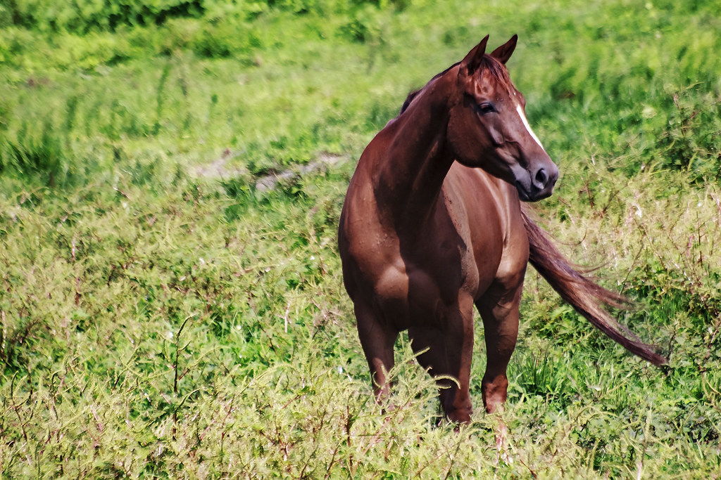 Dark Brown Horse