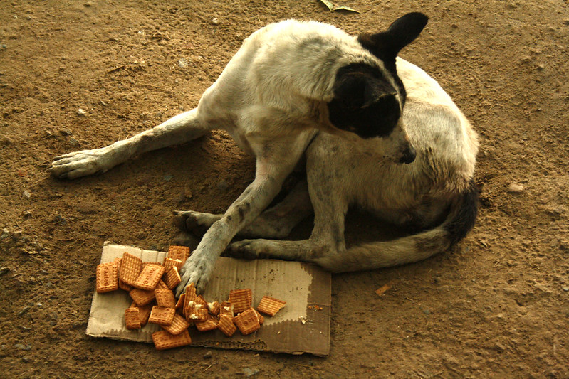 City Life - Street Dogs of H. Nizamuddin East, Central Delhi