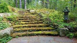 Moss steps