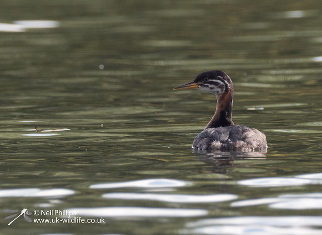 Red necked grebe-4