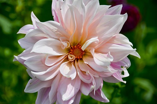Formal Garden - flower close up