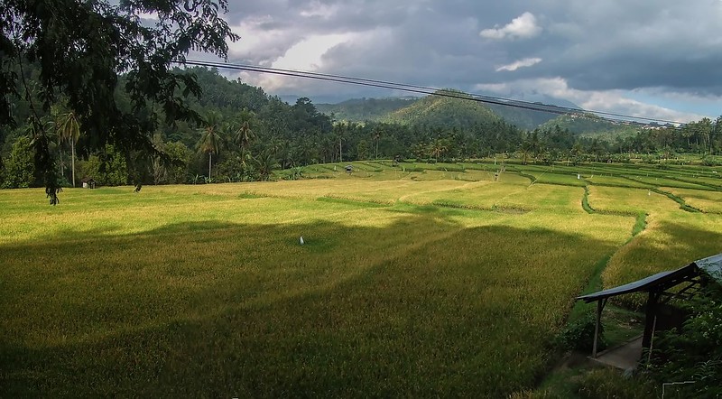 Bali, les rizières 36158958744_962dc09b46_c