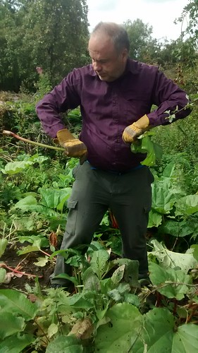 picking rhubarb Sept 17 1