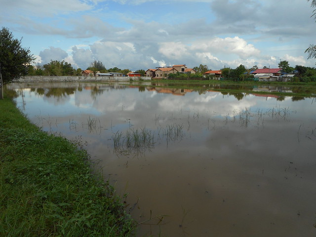 Flooded Paddy 1