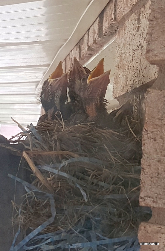  Baby robins screaming from nest