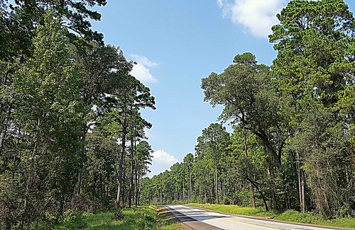 easttexas pineywoods forest woods