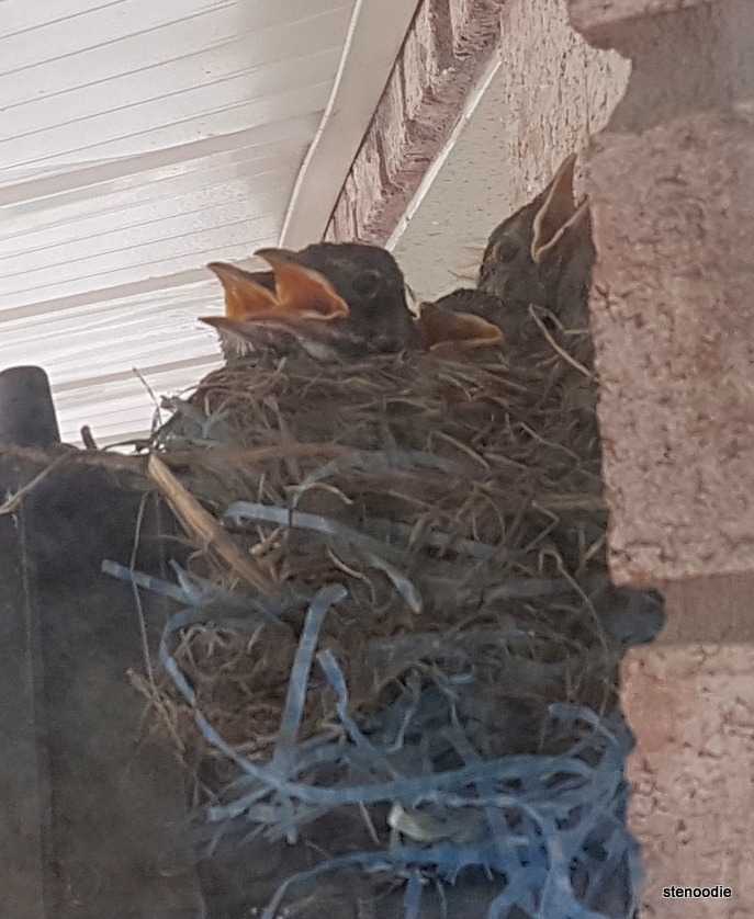  open eyes baby robins