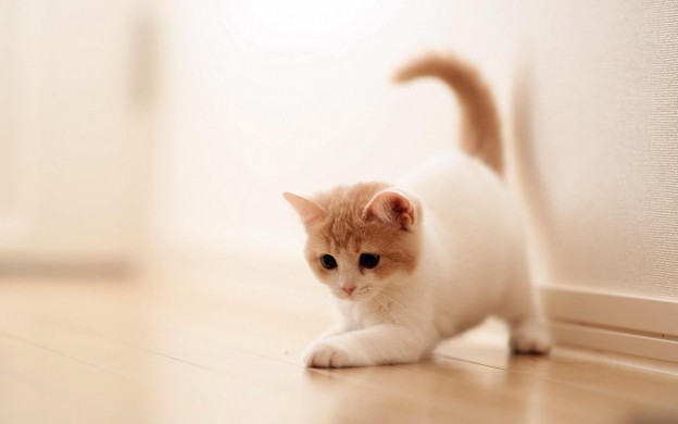 Adorable-Cute-Baby-Cat-HD-Wallpapers-624x390