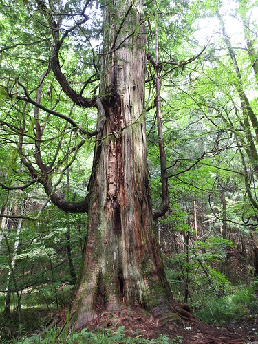 sawara japanese falsecypress trees naganoken chamaecyparispisifera 神居木 kamoigi