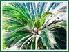 Cycas revoluta (Japanese Sago Palm, King Sago, Sago Cycad, Sago Palm)