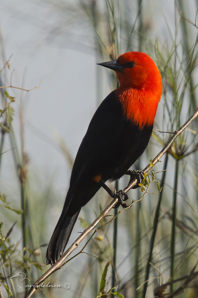 Federal (Scarlet-headed Blackbird) Amblyramphus holosericeus