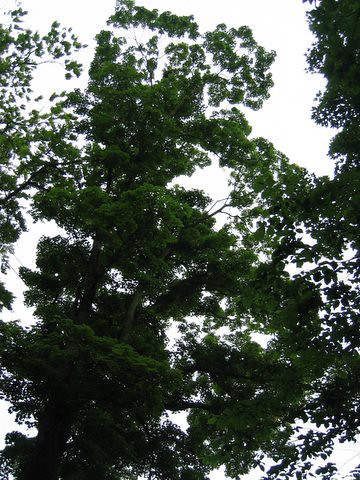 02 tree 
