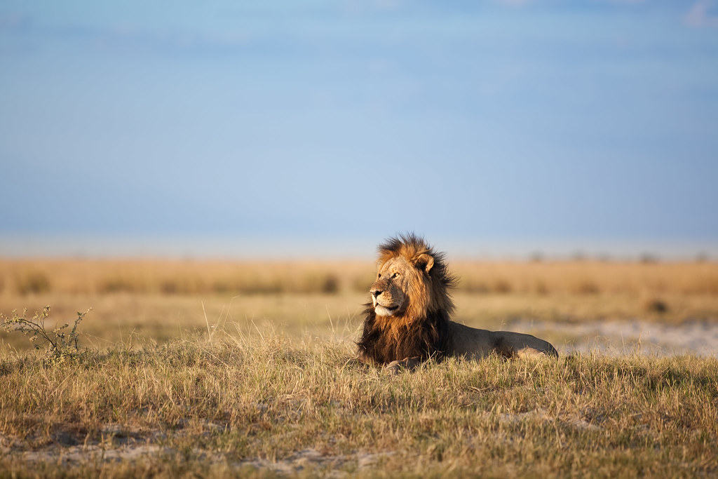 Lion au parc national Kruger