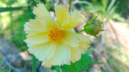 blured clear huawie cp cellphone philippines racs yellow flower