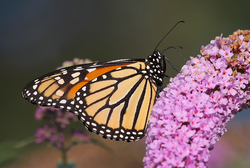 danausplexippus monarchbutterfly shellpark oakville ontario butterfly