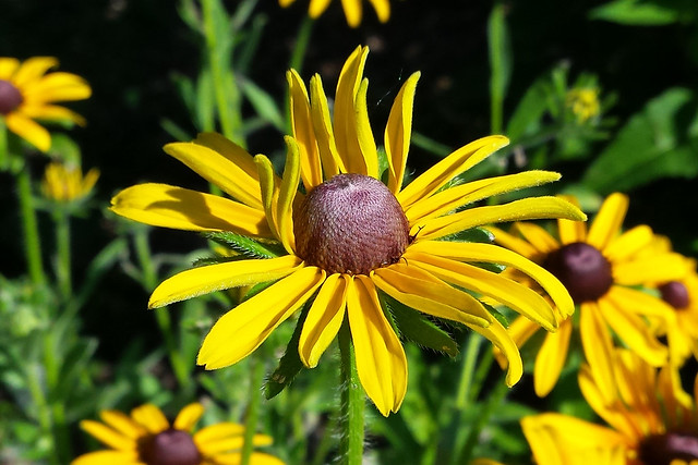 closeup on a nearly-open flower with 13 petals flat, while 2 on the left and 5 in the back are sticking up, with several other flowers blurred in the background