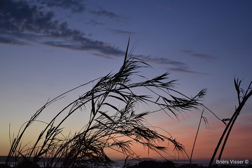 beach beachvibes sunset clouds ferns beautiful