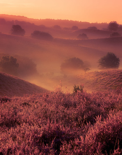 mist morning purple nature flowers fields sunrise sun fog hills lines nikon p7800 coolpix