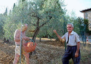 Preziosi agricoltori a San Gimignano (lo zafferano) - Precious farmers in S. Gimignano (saffron)