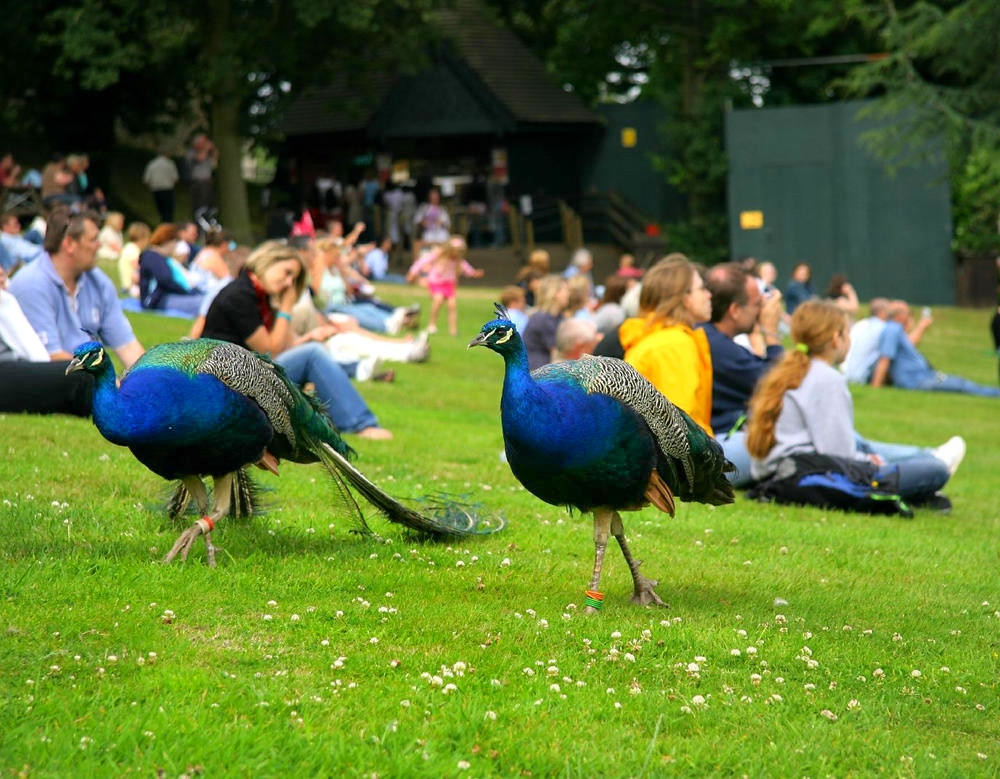 Peacocks at Warwick Castle. Credit Paul Reynolds, flickr