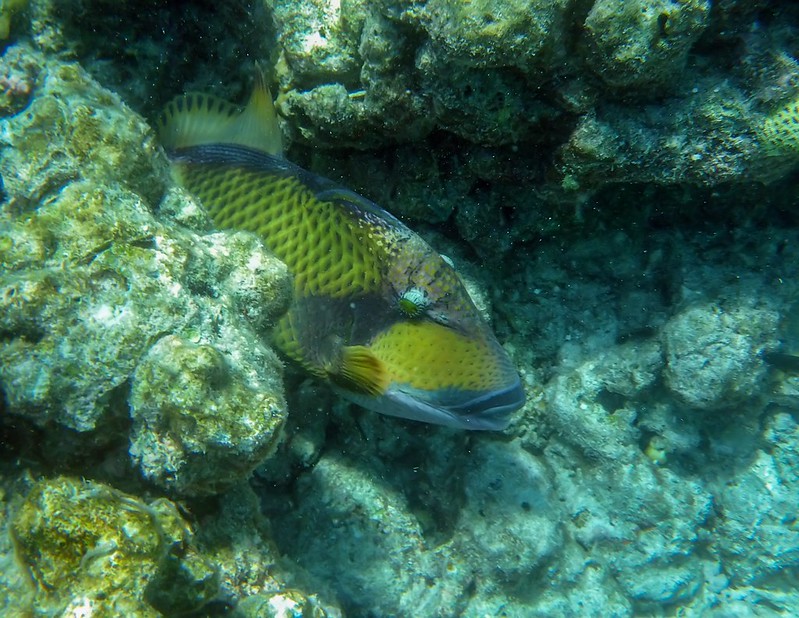 Petits poissons des Maldives. 36856670032_756905a4ae_c