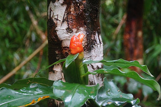 184  Manoa Falls Trail met bloem