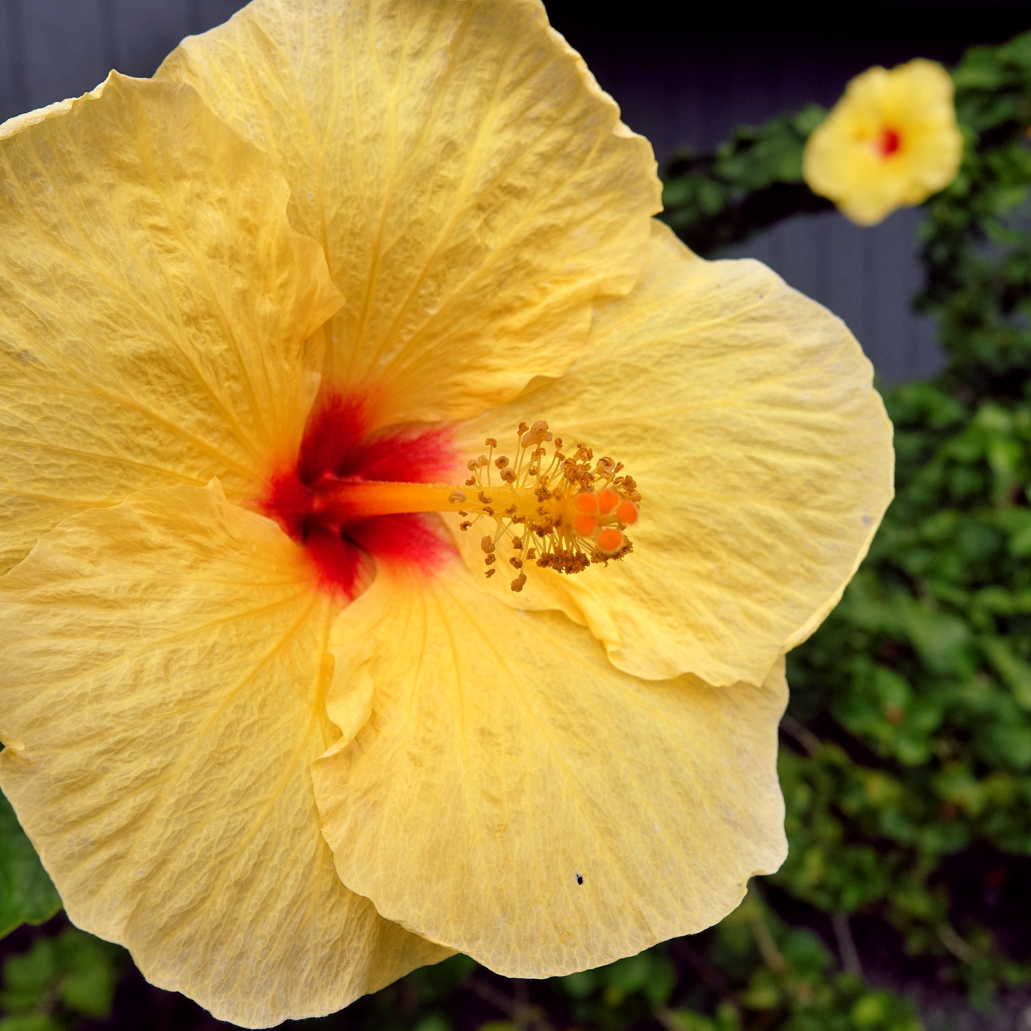 Hawaiian Flowers II