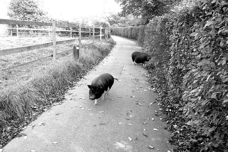Pigs black and white
