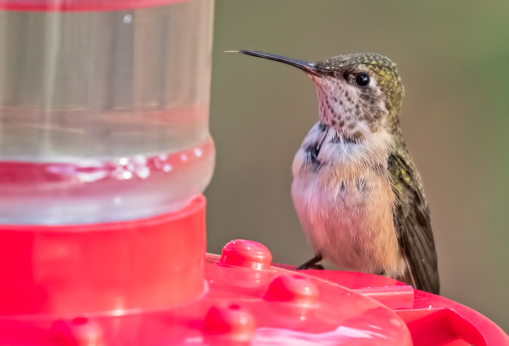 Broad-tailed-Hummer-16-7D2-090317